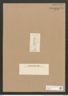 Stauroneis desiderata Cleve (de-Toni-Nr.: Genus 6, Species 928) Zeichnungen Sammlung Grunow Nr. 1787 (NHMW-BOT-W0368690)